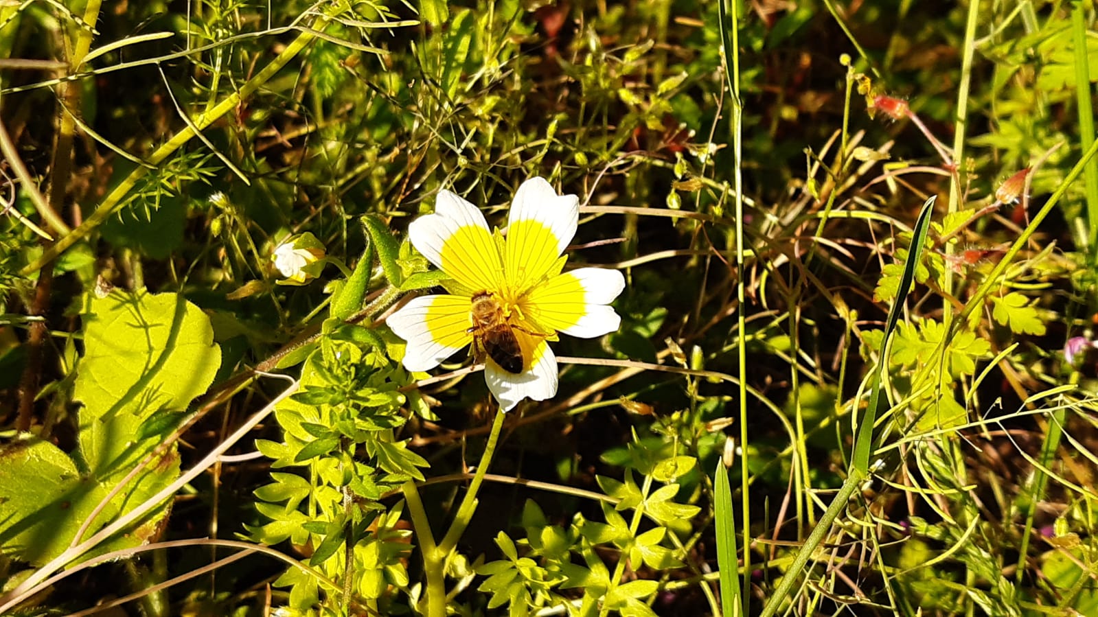 Header-Frühling6