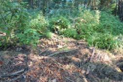 Quelle: Landesbetrieb Forst Brandenburg